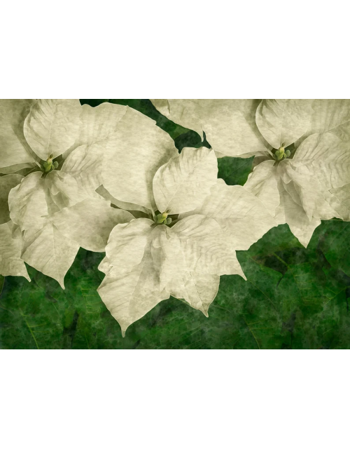 Christmas Poinsettia Collection