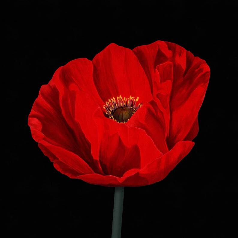 Red Poppy Flower Print Remembrance