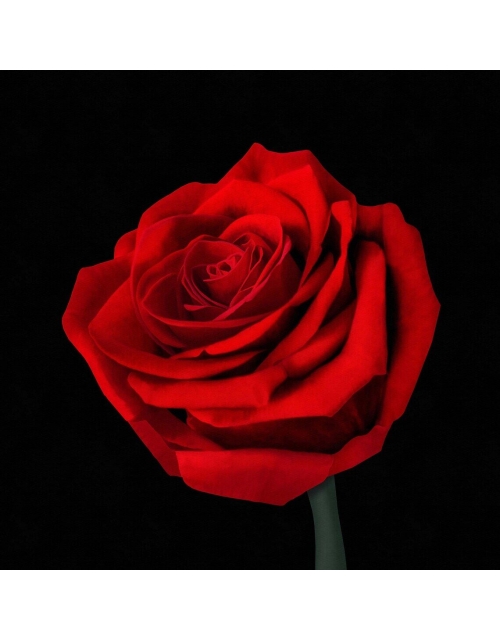 Red Rose Flower Print: Symbol of Beauty, Romance, and Love, Botanical Wall Art